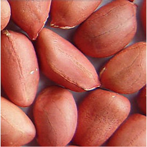 Indian Groundnut "king of oil seeds", Delhi