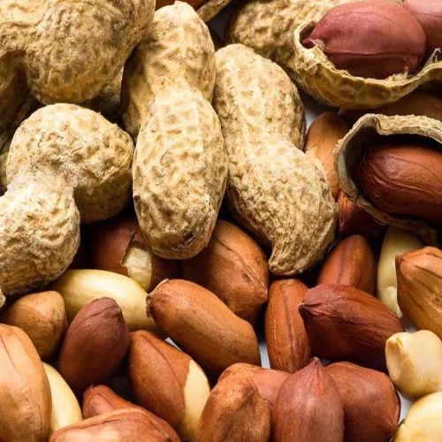 Regular size peanuts-Runner peanuts Supplier