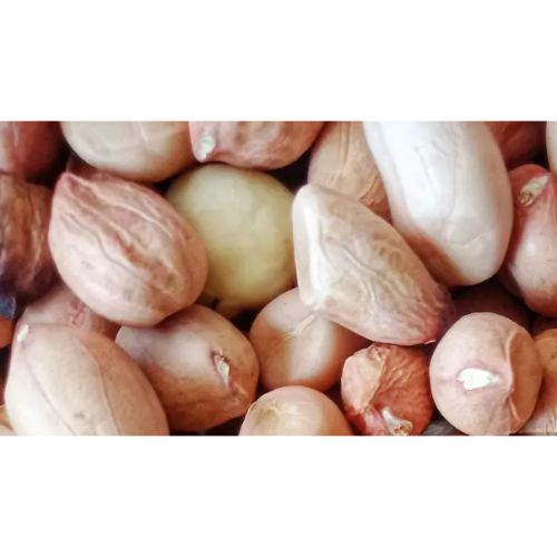 Tag 73 groundnut seed available