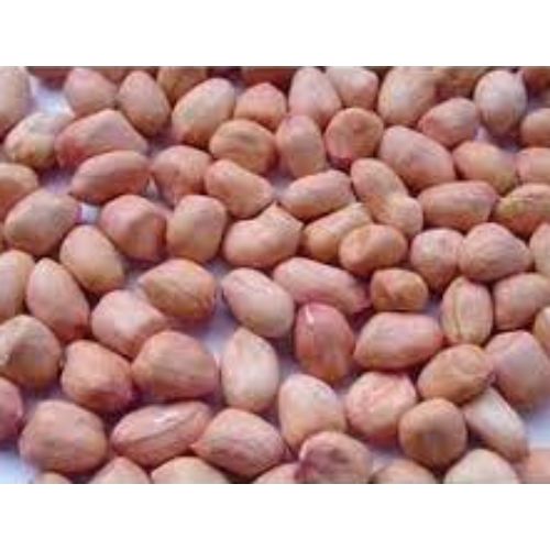 TJ Groundnut Peanut Seeds