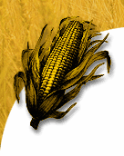 Yellow Corn #2