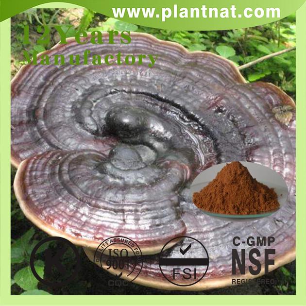 Ganoderma lucidum extract 