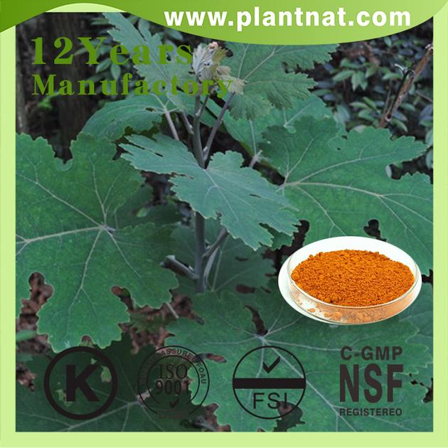 Macleaya Cordata Extract 60 Alkaloids Sanguinarine