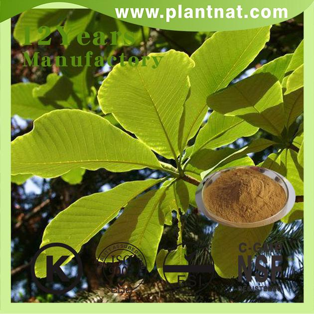 Magnolia Bark Extract Cin Magnolia Bark