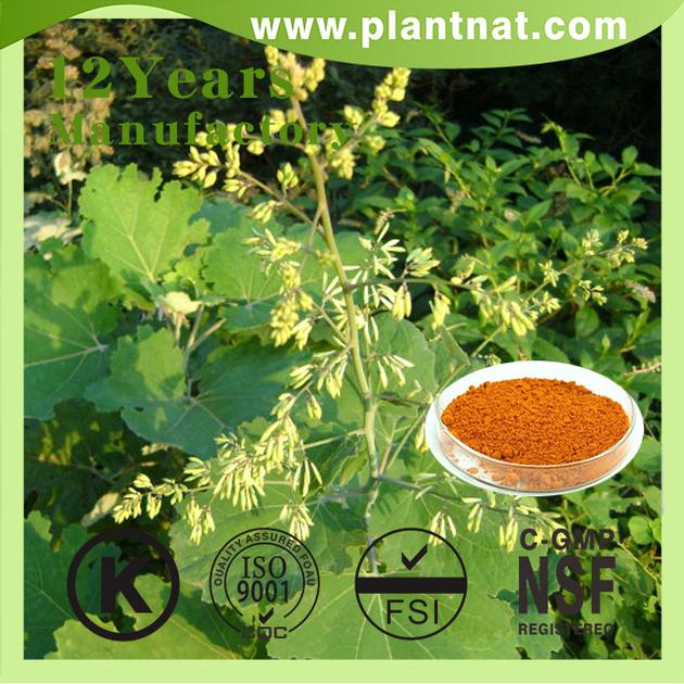 Macleaya Cordata Extract 60 Alkaloids Sanguinarine