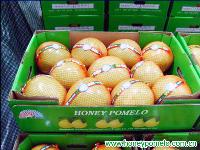pomelo fruit