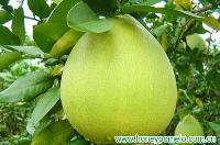 pomelo
