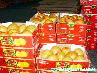 fresh pomelo