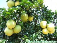 grape fruit