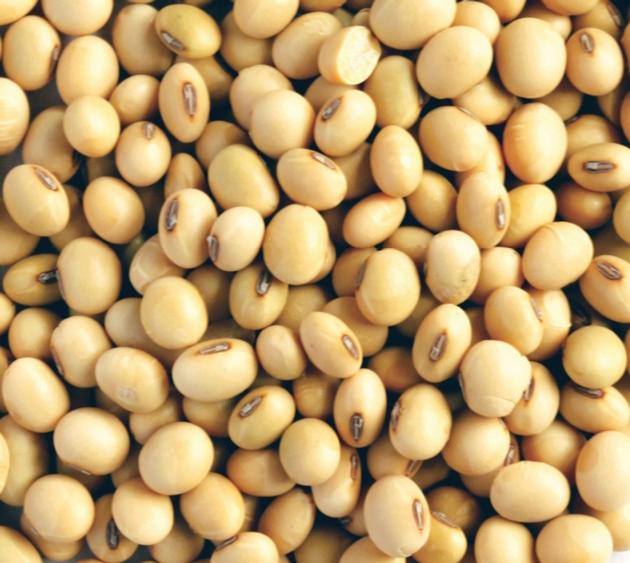 SOYBEAN 