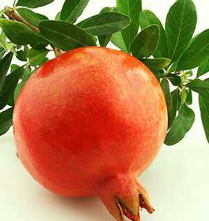 Fruits