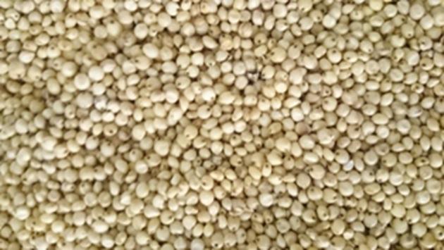 sorghum seeds