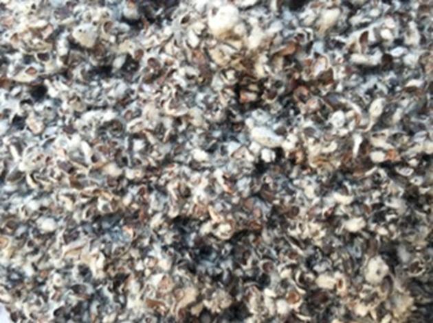 cotton seed hulls