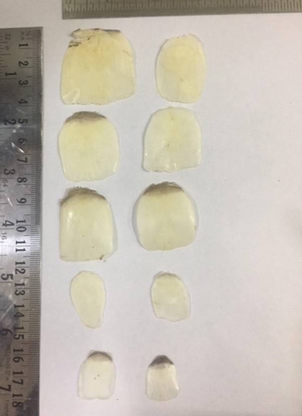 Dry Fish Scales Labeo Rohita Labeo