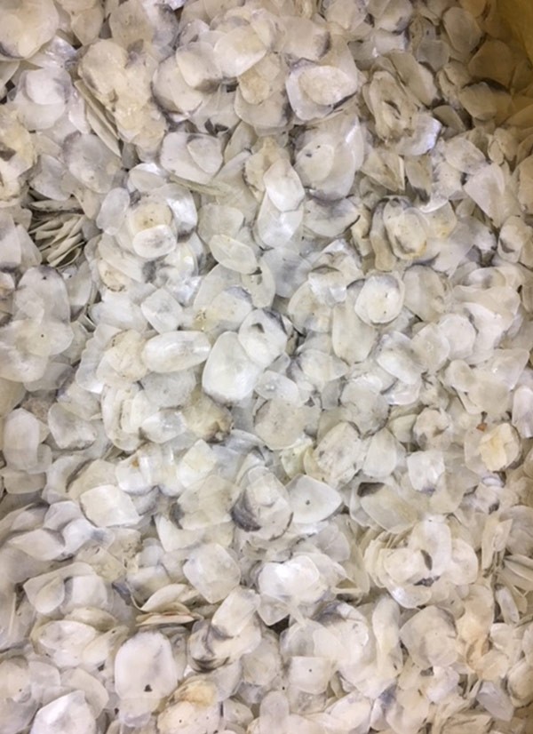Dry fish scales - Labeo Rohita/Labeo Catla