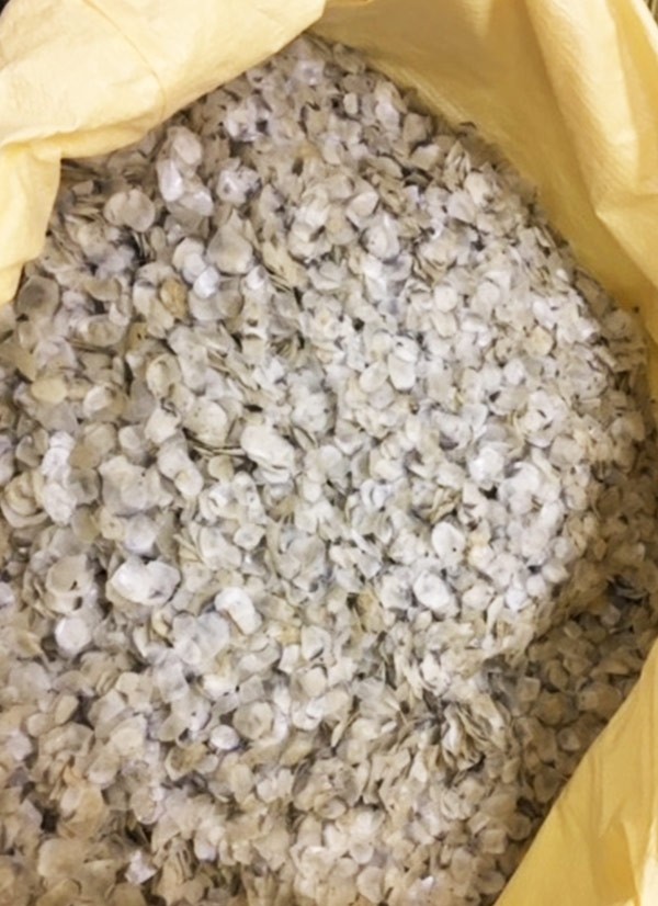 Dry Fish Scales Labeo Rohita Labeo