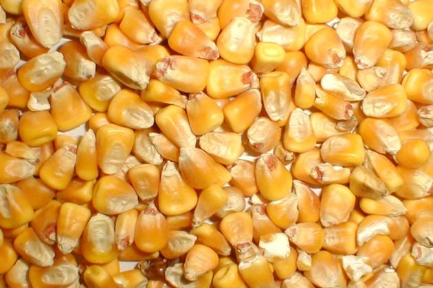 Corn