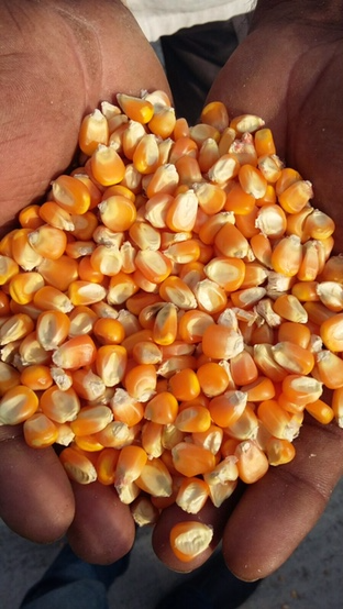 yellow maize