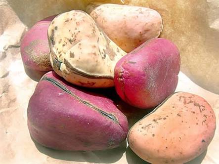 Kolanut And Bitter Kola