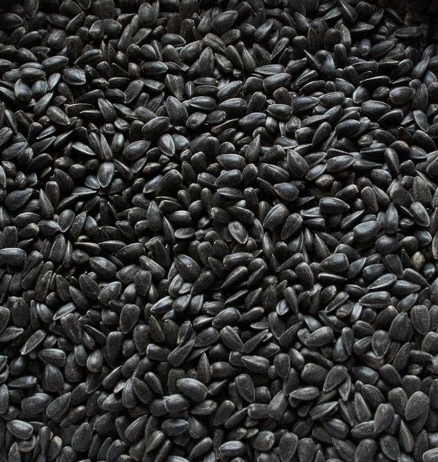 Sunflower seeds for oil