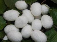Silk peptide