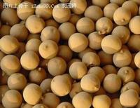 Dried Longan Fruit