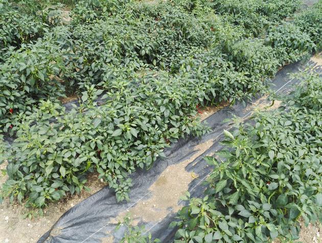 Weed Control Fabric Hot Sale For