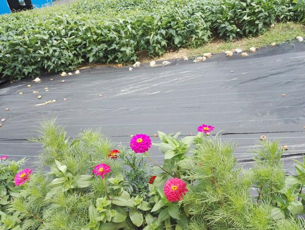 Weed Control Fabric Hot Sale For