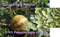 GWS pumpkin seed kernel 