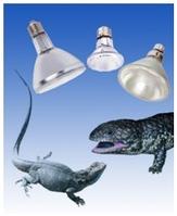 pet lamp