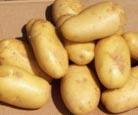 potato