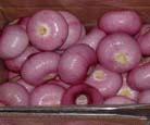 onion