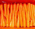 carrot