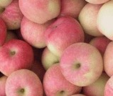 Fuji apple