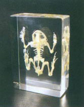 Teaching specimen