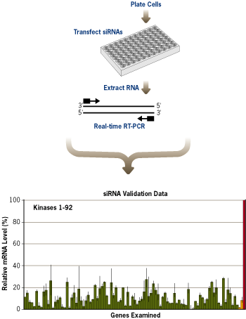 Biochip