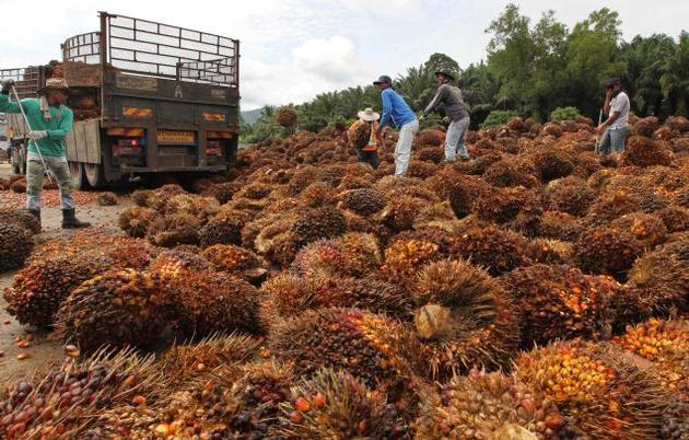Palm Oil And Sunflower Oil