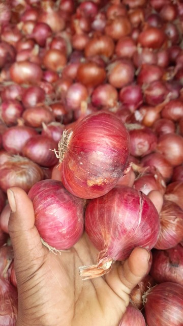 Red Fresh Onoin