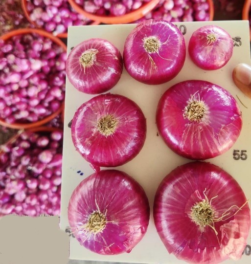 Red fresh onoin 