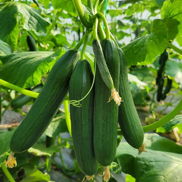 CU03 Hybrid Beit Alfa Cucumber Variety for Greenhouse
