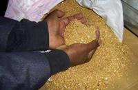 Alluvial Gold Dust