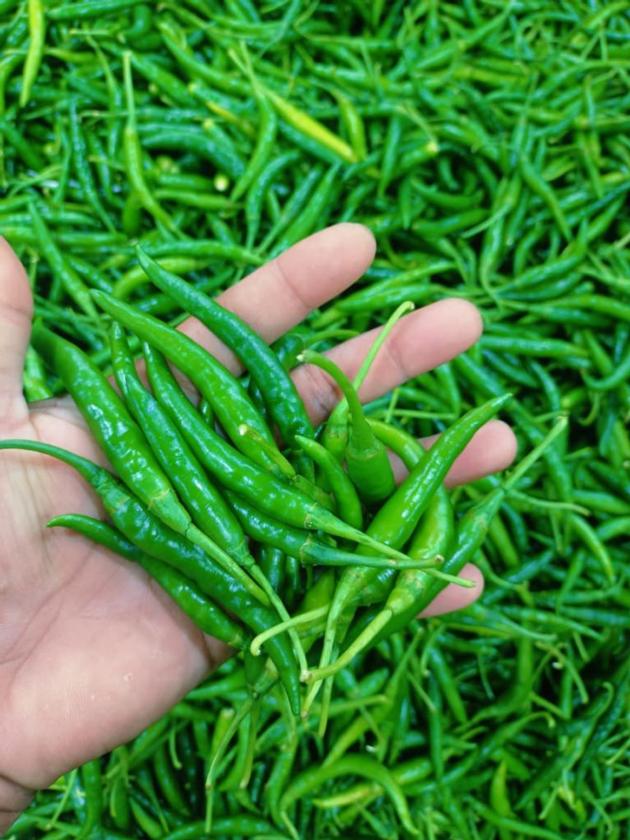 Fresh green chili 