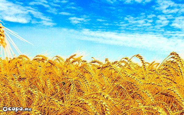 Soft Milling Wheat 11,5% and 12,5% protein