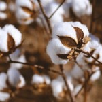 cotton seed, cotton linter, cotton hull