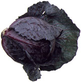 Red Cabbage Color
