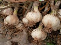 Fresh Garlic