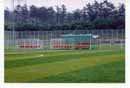 Turf Lawn Grass