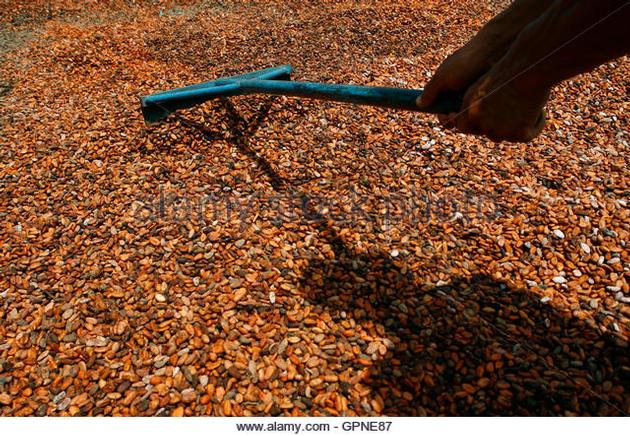 Sun-dried Cocoa Beans with Transparant Business System