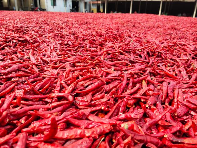 Dry Red Chilli