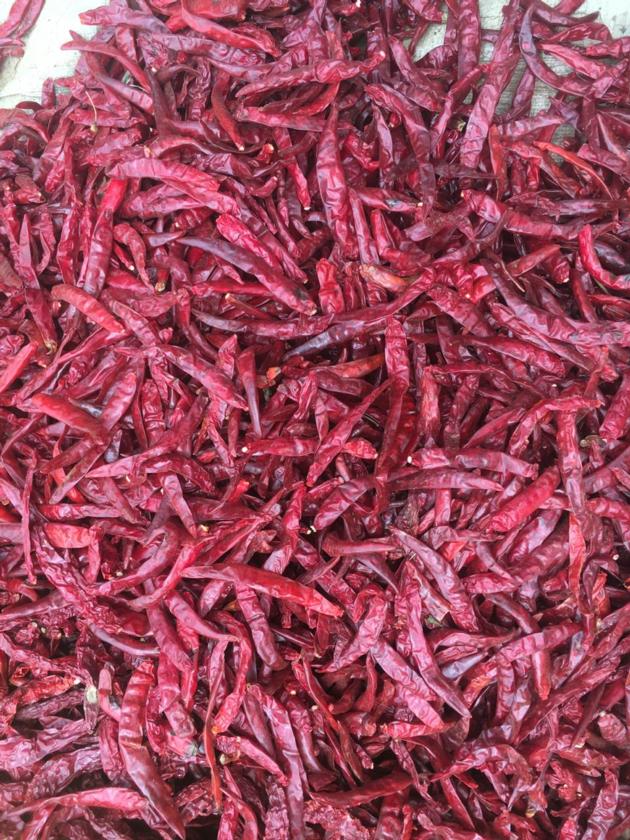 Dry Red Chilli